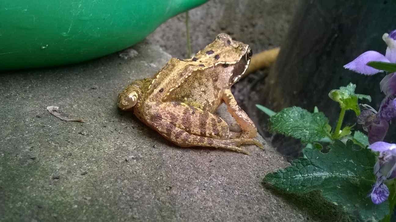 Frog on its holidays 1.jpg