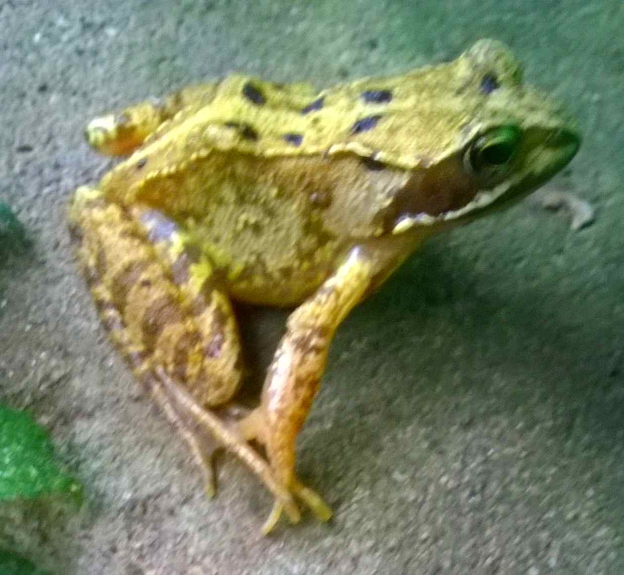 Frog on its holidays 2.jpg