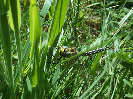 green dragonfly.jpg