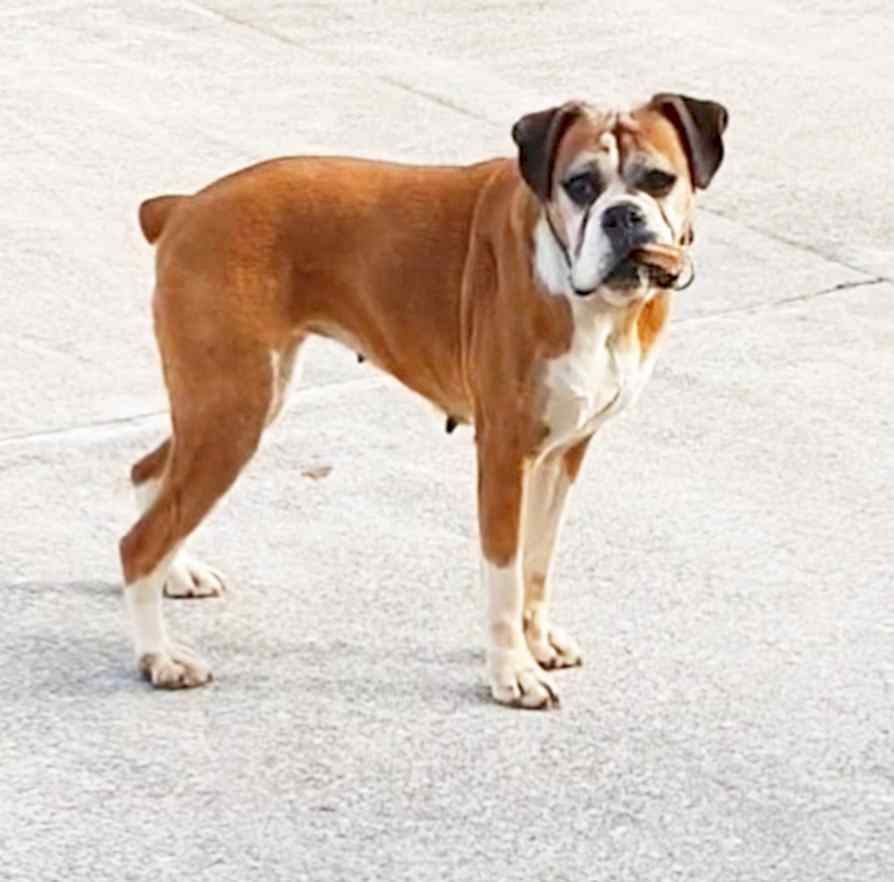 Katie the boxer - double sized.jpg